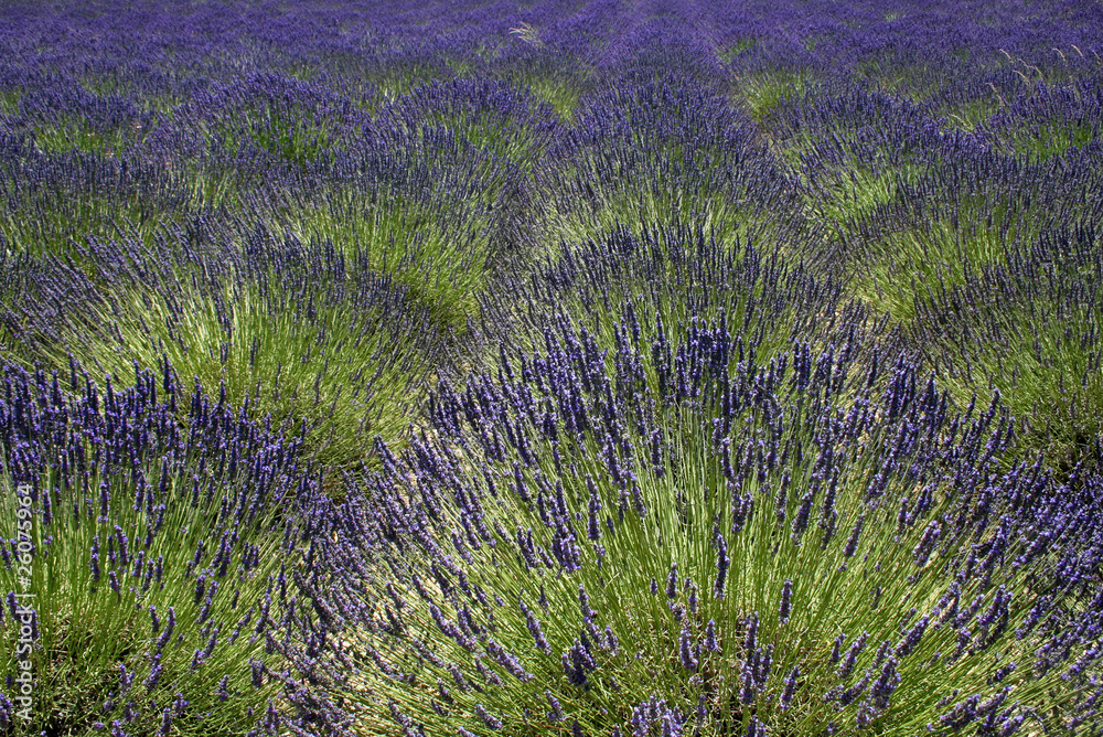 Französischer Lavendel