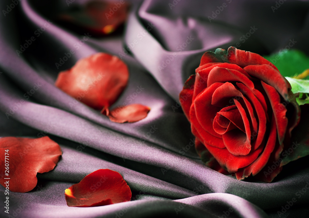 Red Rose and Silk