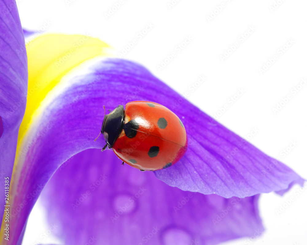 ladybug