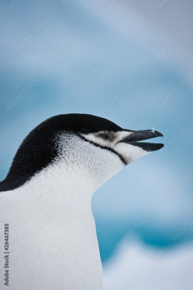 black and white penguin