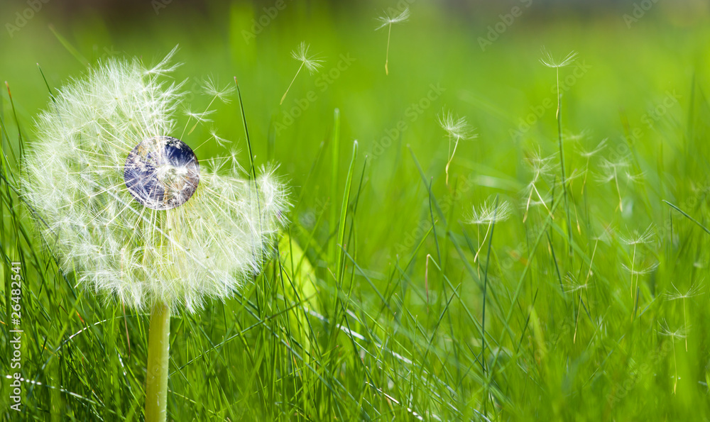 Dandelion with an earth core