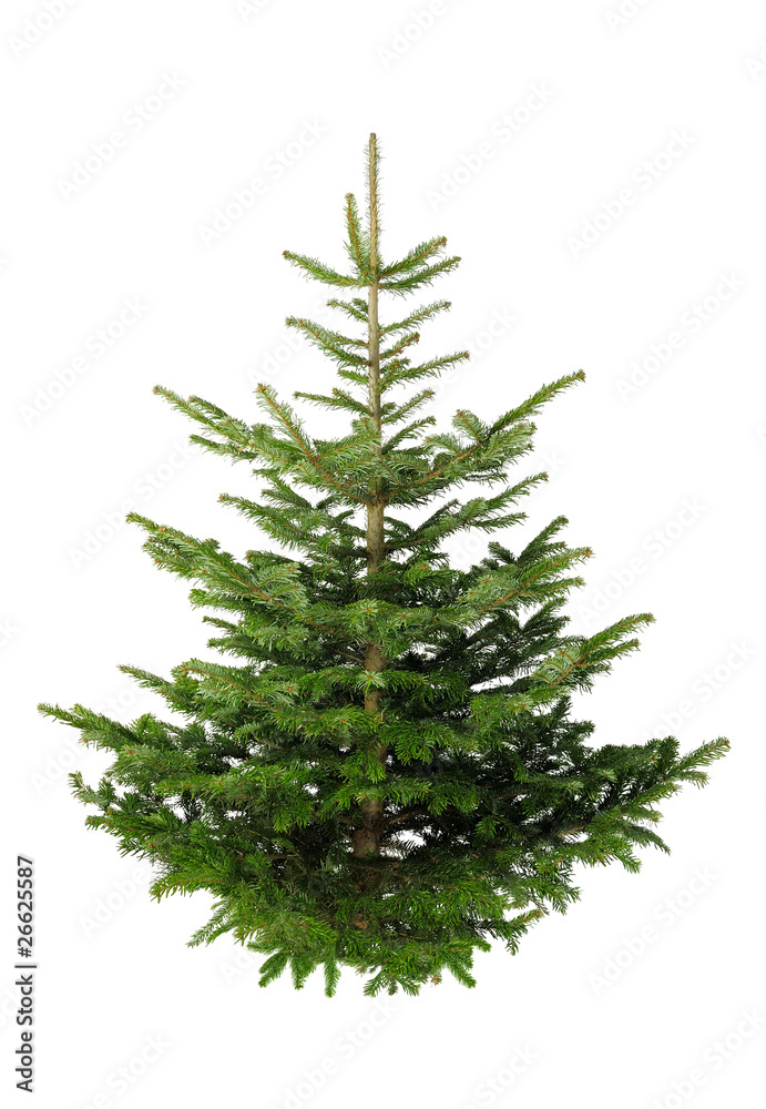 Christbaum ohne Schmuck auf weiß