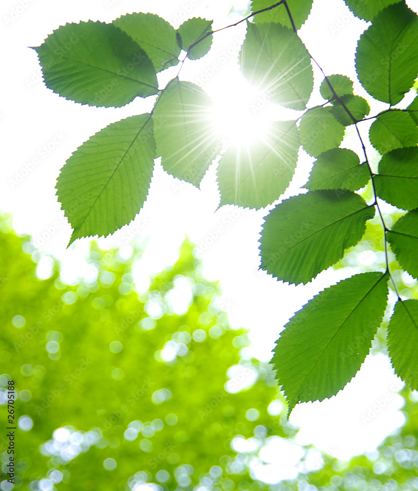 green leaves