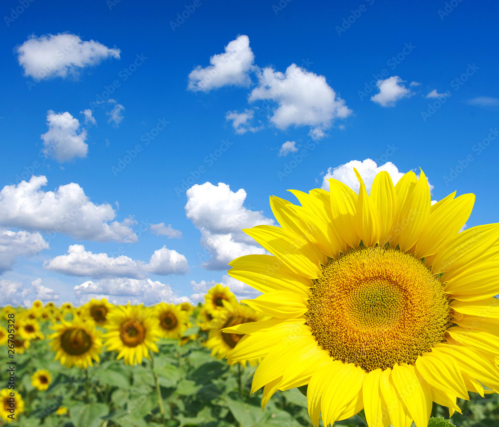 sunflowers field