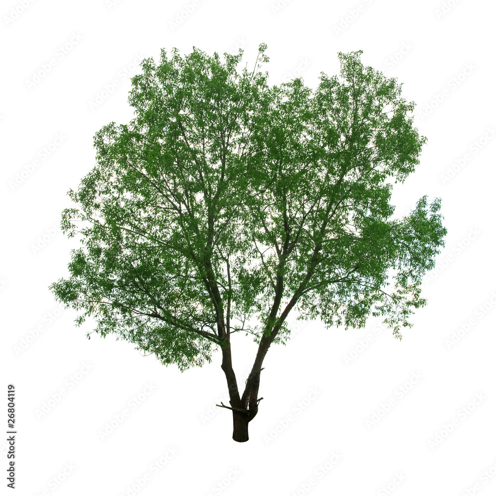 tree