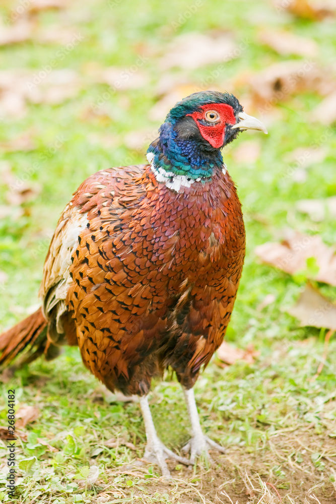 pheasant