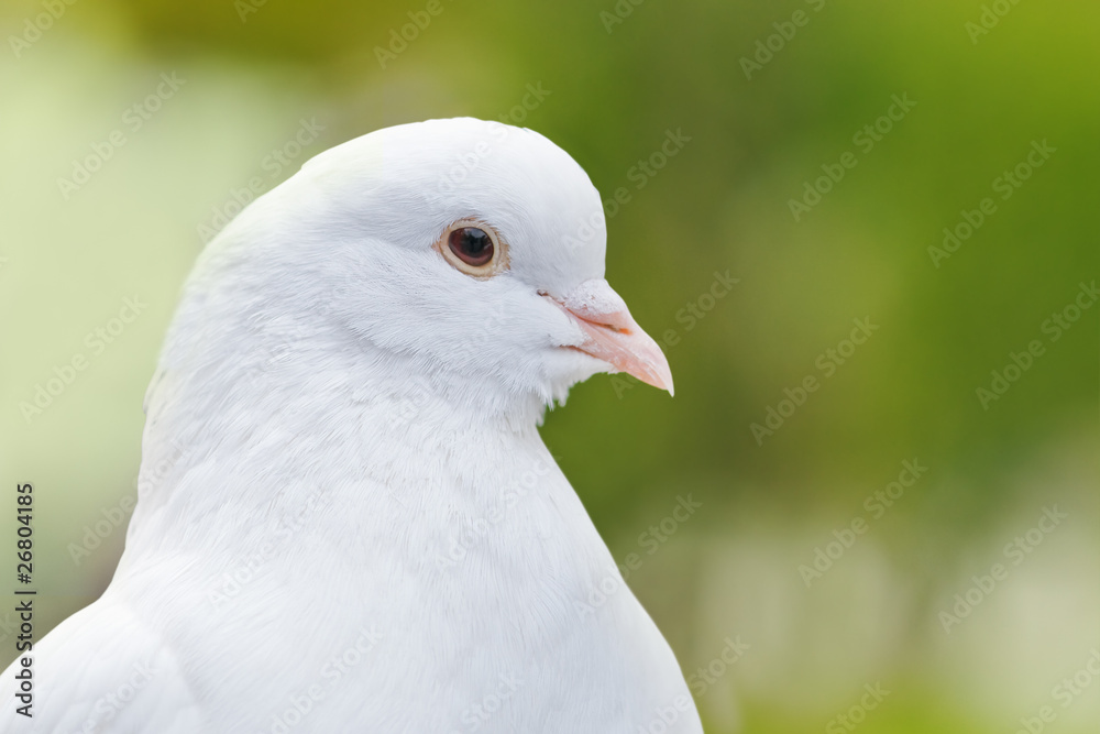 pigeon