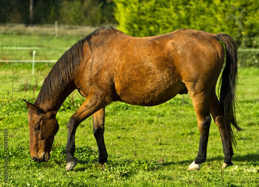 Irish horse on the meadow