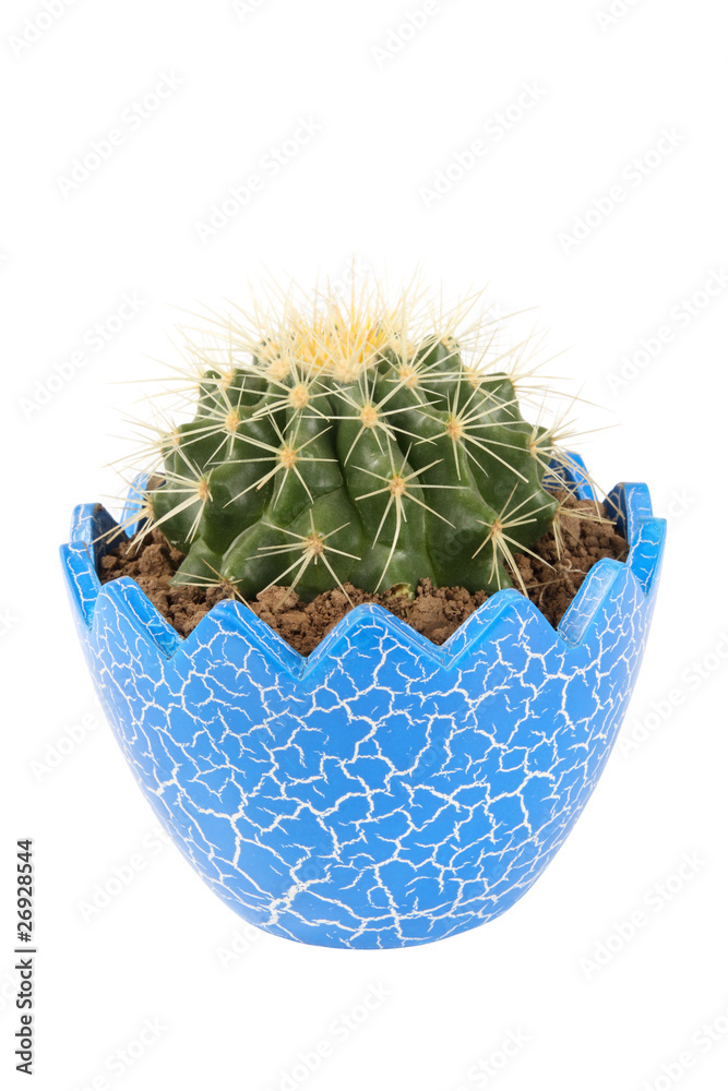 ball cactus