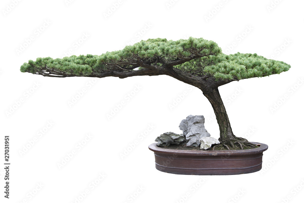 bonsai tree pine