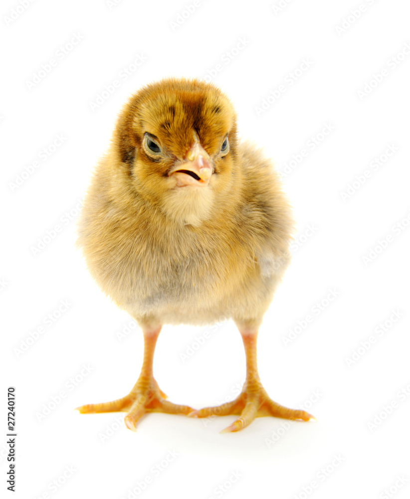 chicken