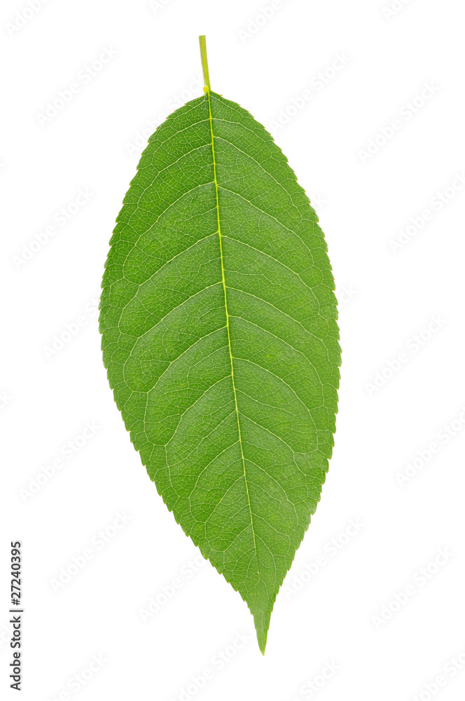 green leaf