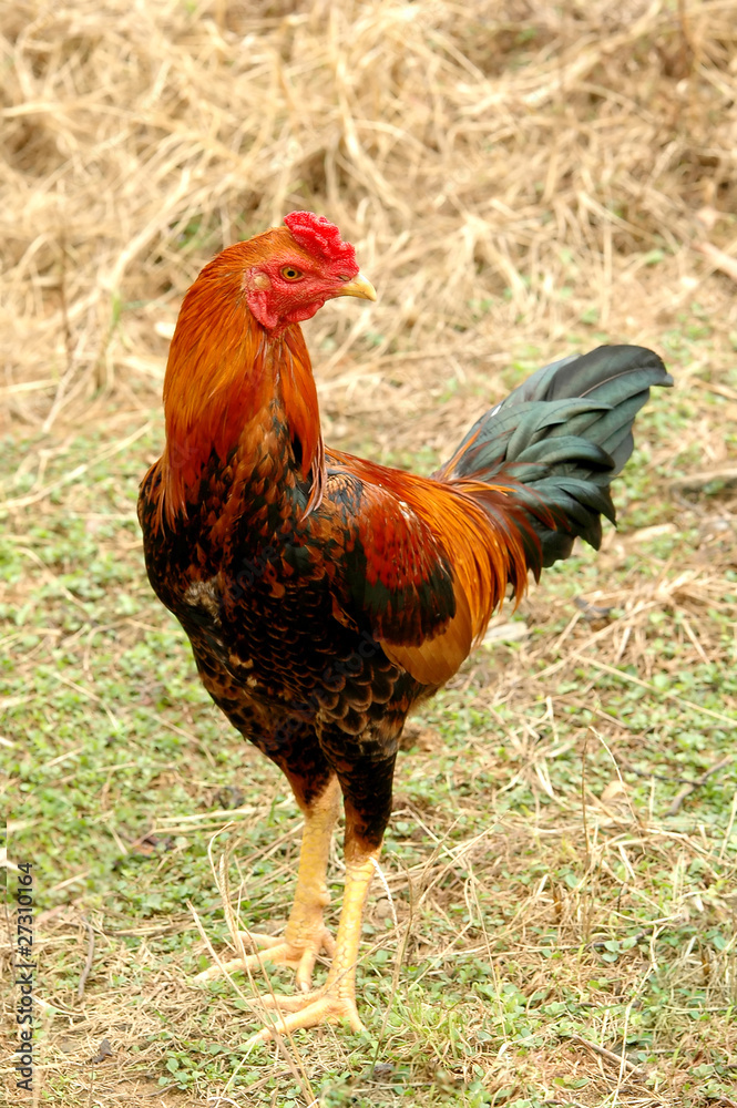 native domestic thai cock