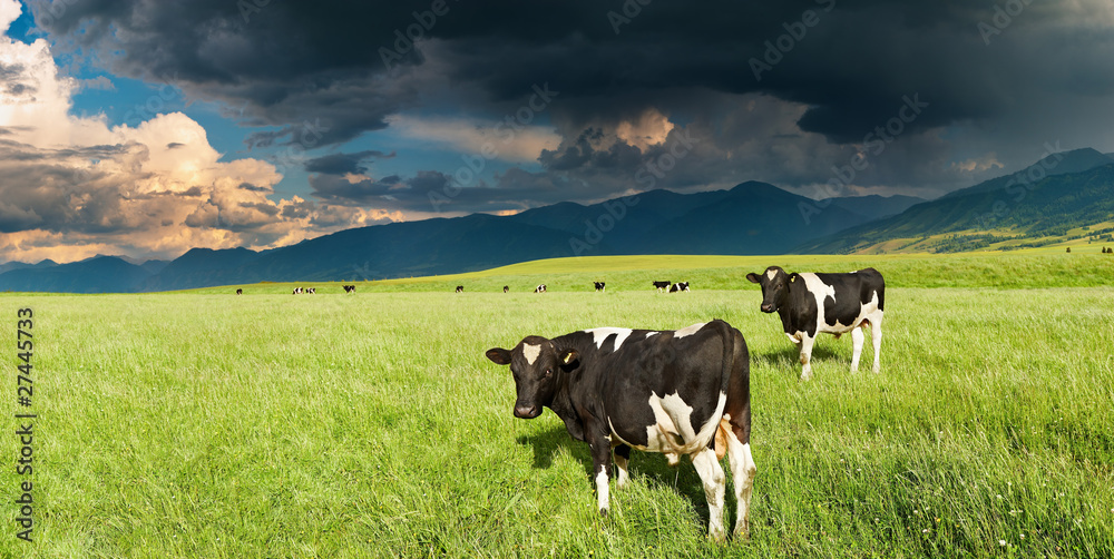 Grazing cows