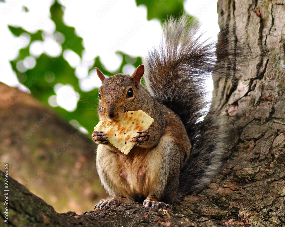 squirrel eating cracker