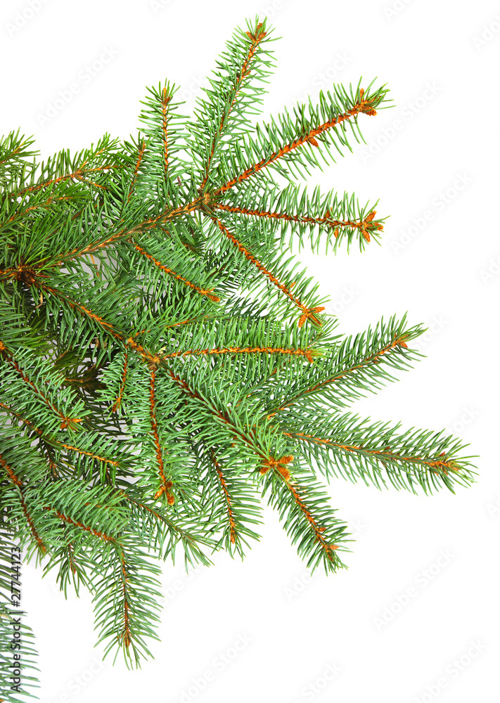 Pine branches