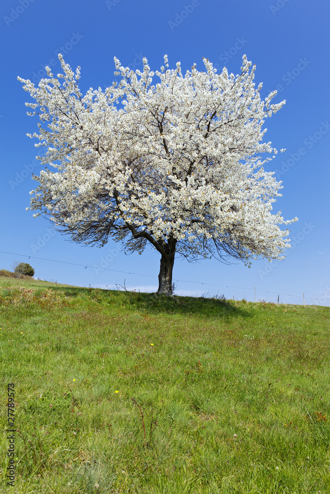 arbre blanc