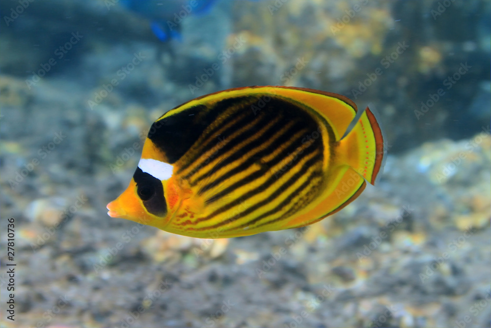 Raccoon Butterflyfish underwater in Red Sea