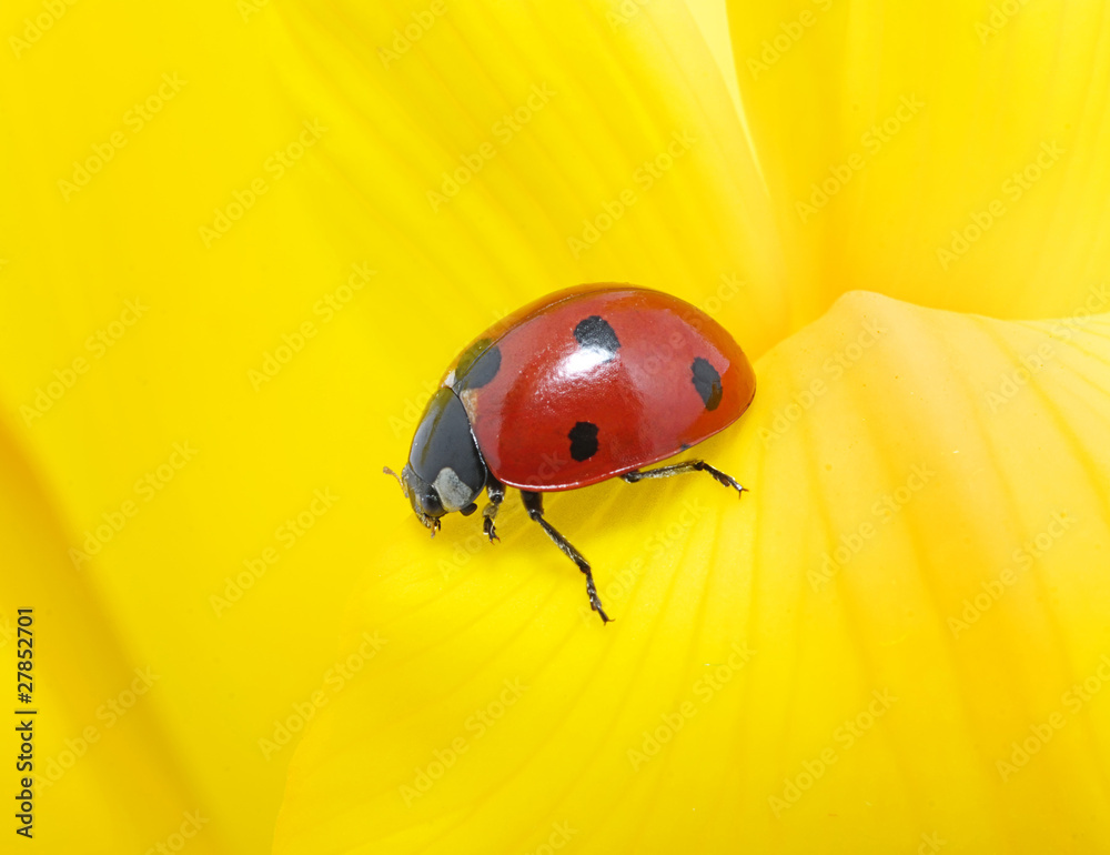 ladybug