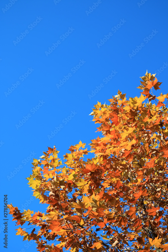 phoenix tree with aurumn background