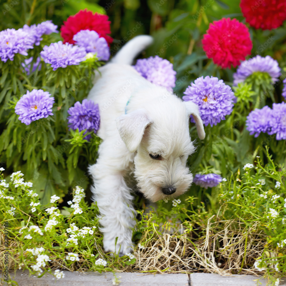 white puppy