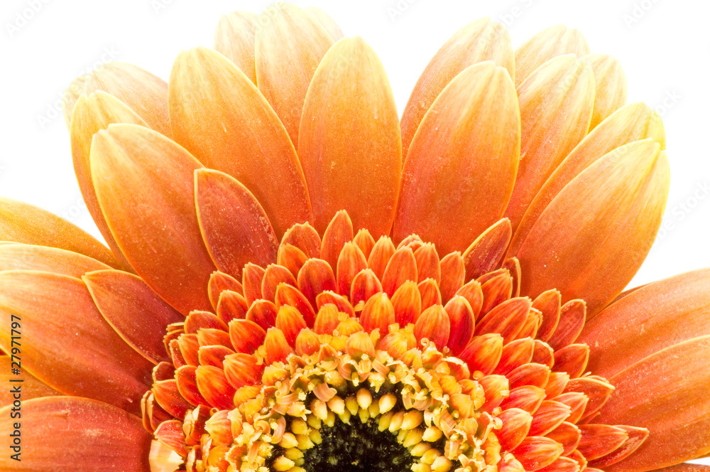 Orange daisy isolated over white