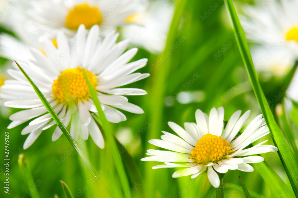 Daisies