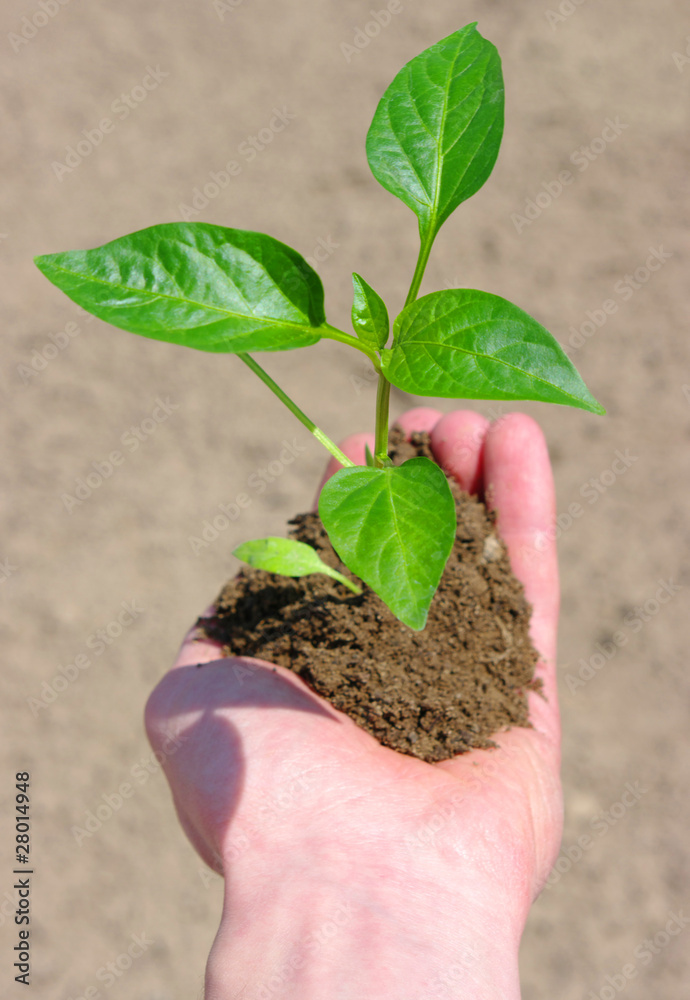 growing green plant