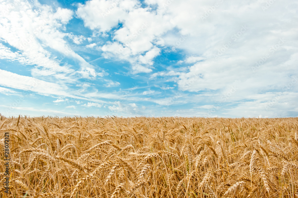 Wheat field