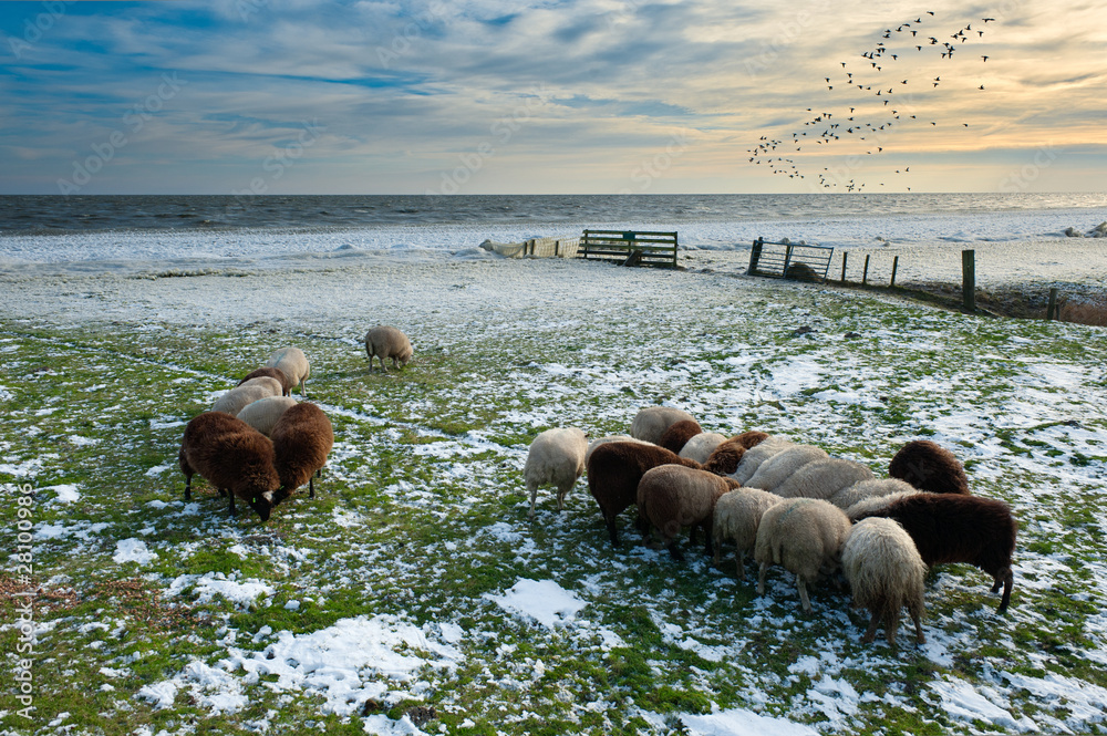 sheep in winter