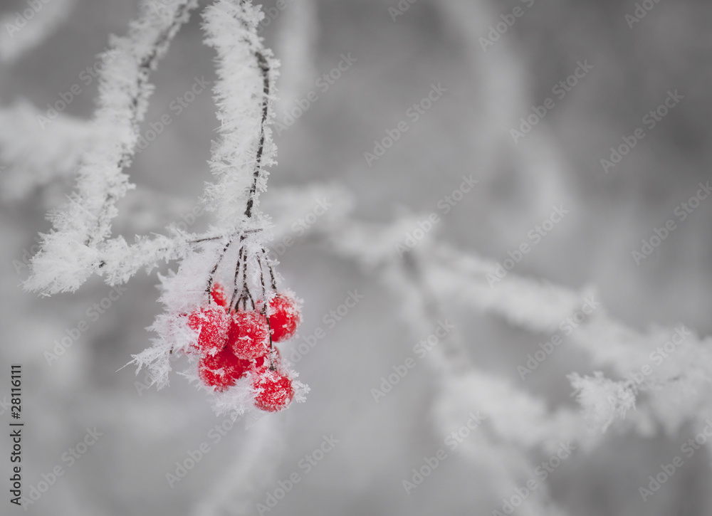 Red berries on twig