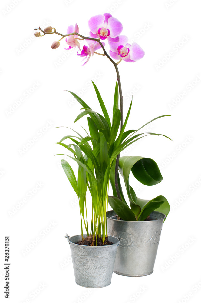 Orchid and tropical plant on a white background