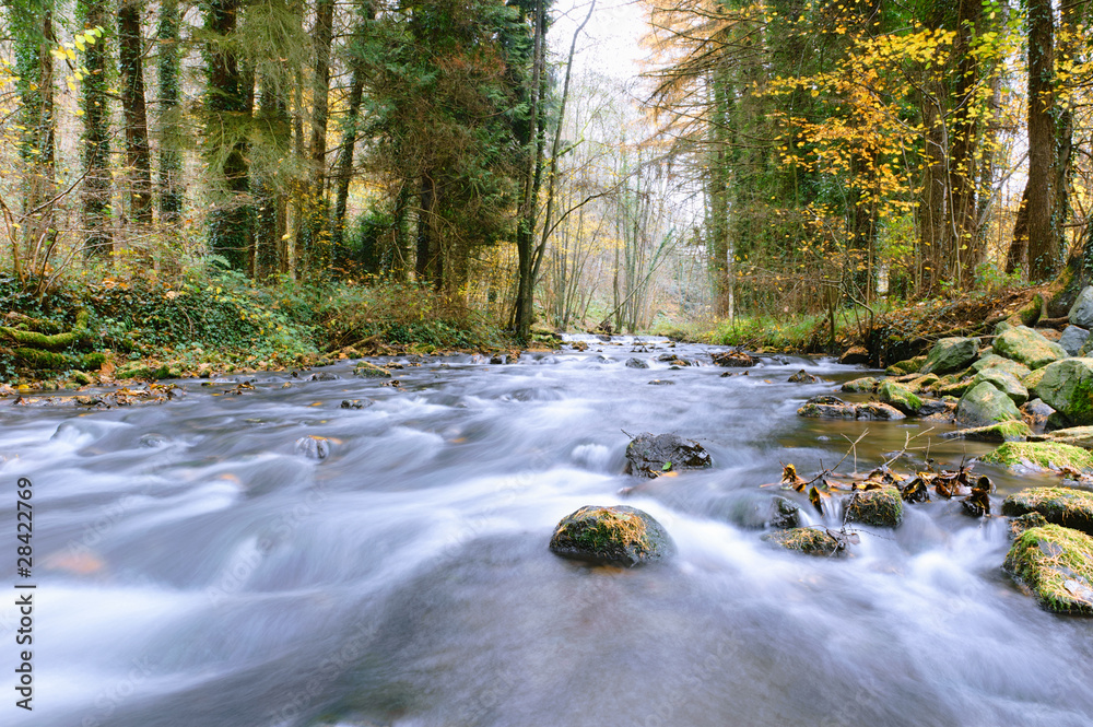 Autumn forest stream