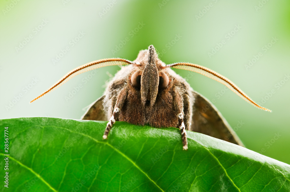 moth