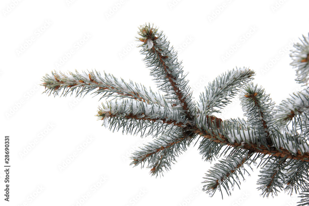 Fir tree branch isolated on white background