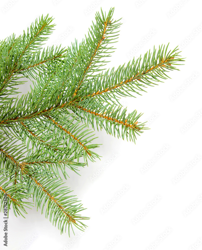 Pine branches