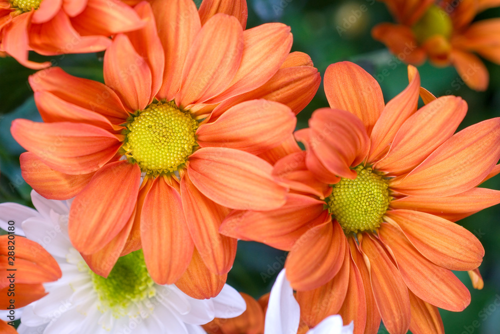 orange chrysanthemum