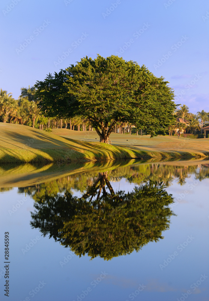 Tree Reflection