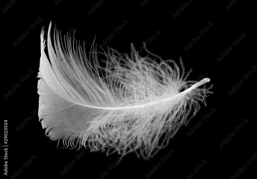 Small white feather isolated on black background