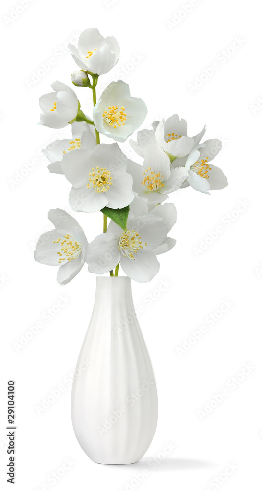 Isolated flowers. Small vase with bunch of jasmine flowers isolated on white background