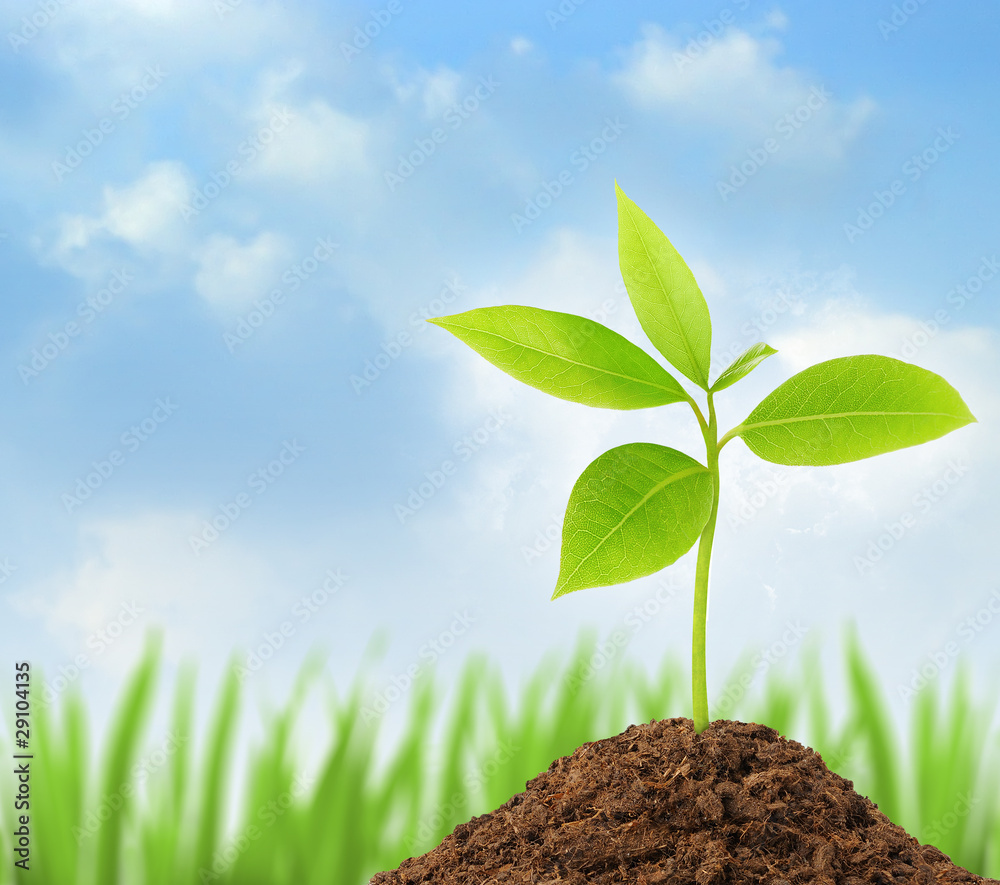 Young green plant growing from soil with blue sky on background