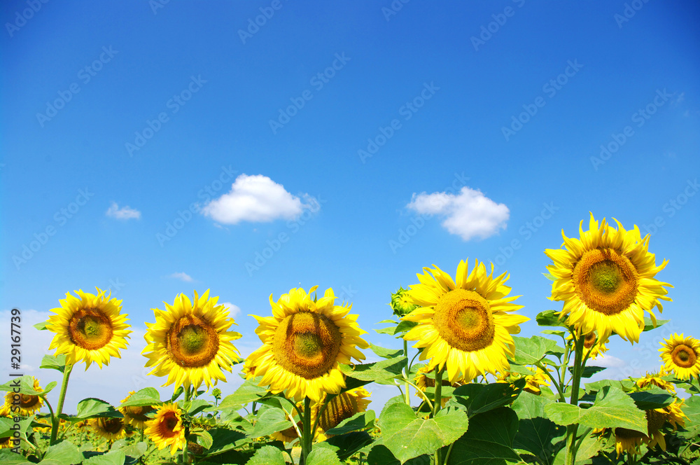 sunflowers