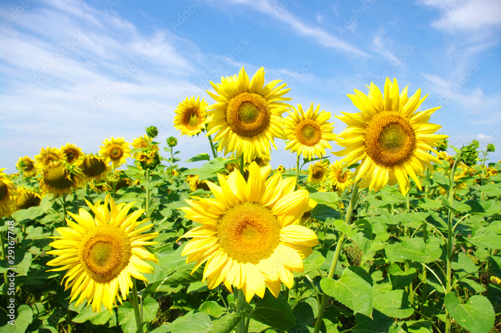 sunflowers