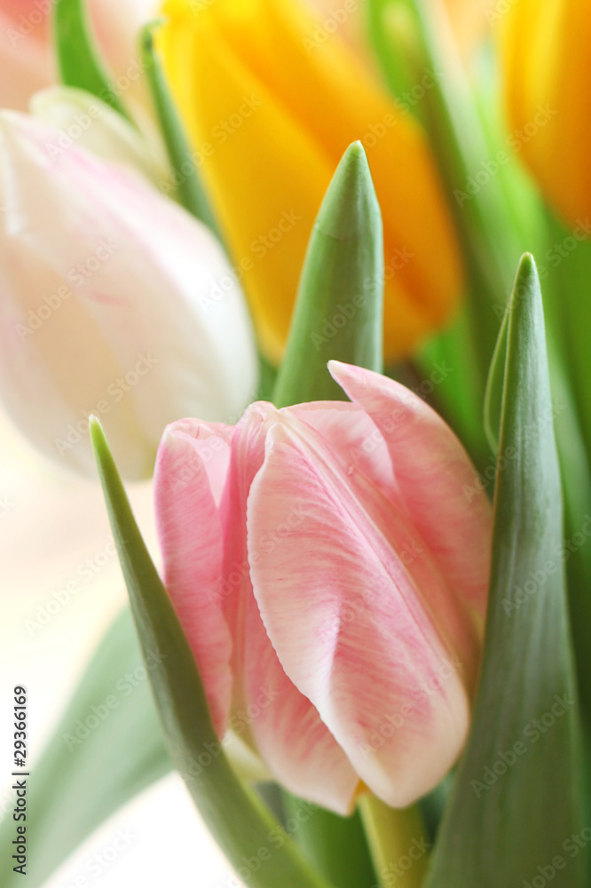 Pink Tulip