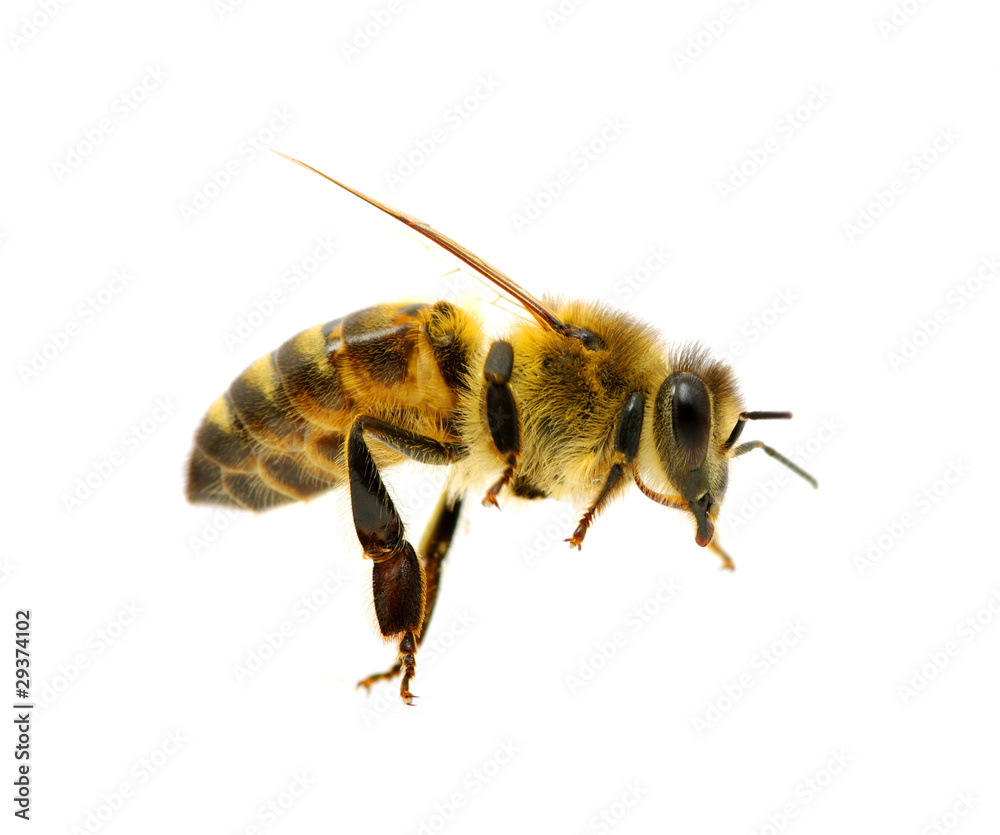 bee