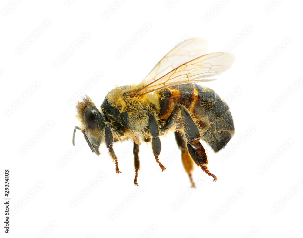 bee