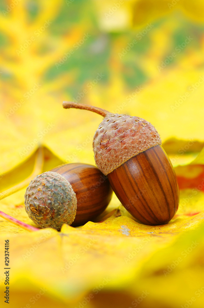 acorns