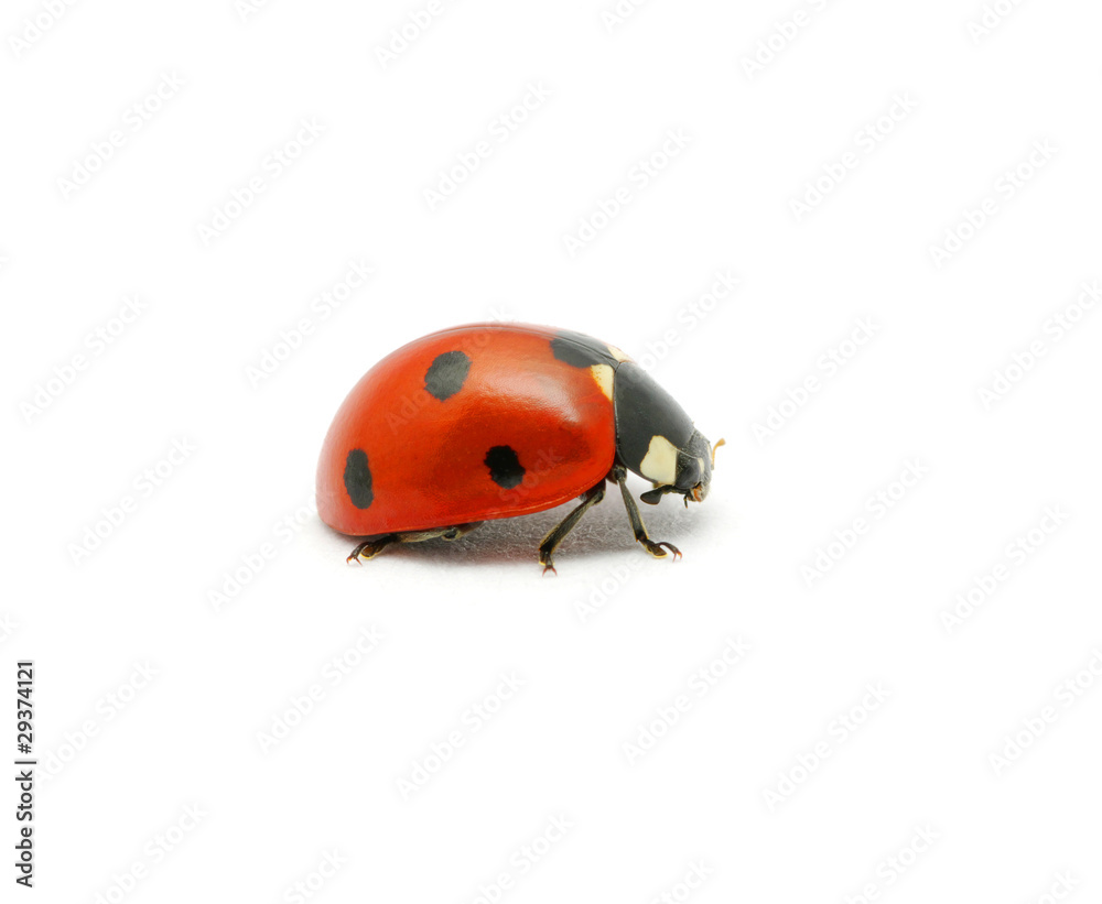 Ladybug on the white