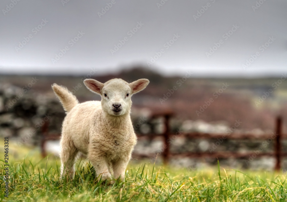 Irish lamb running on the grass