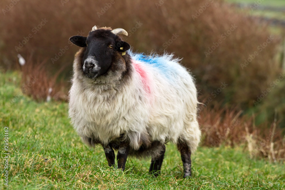 Ram on the farm